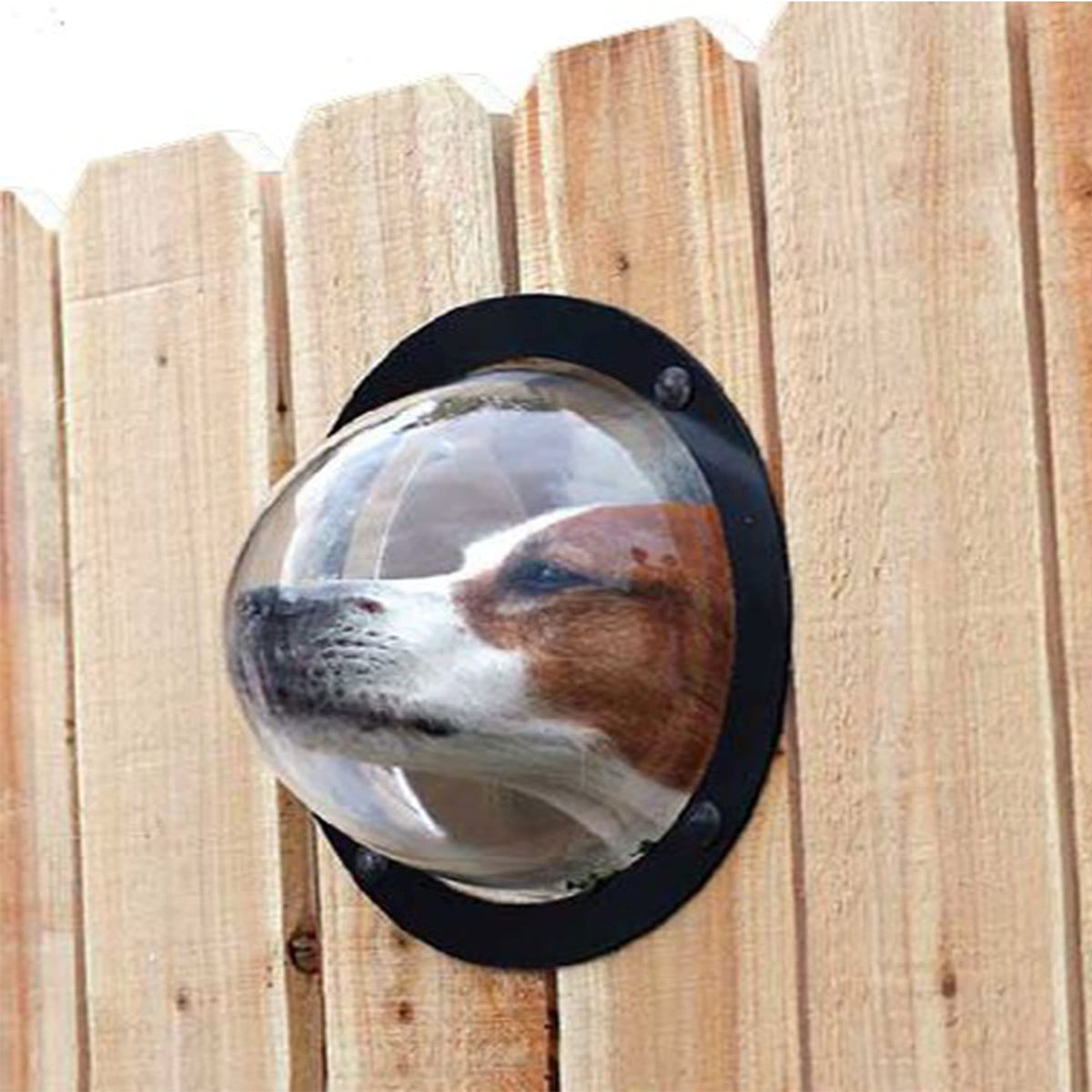 Pawsome Peek Portal